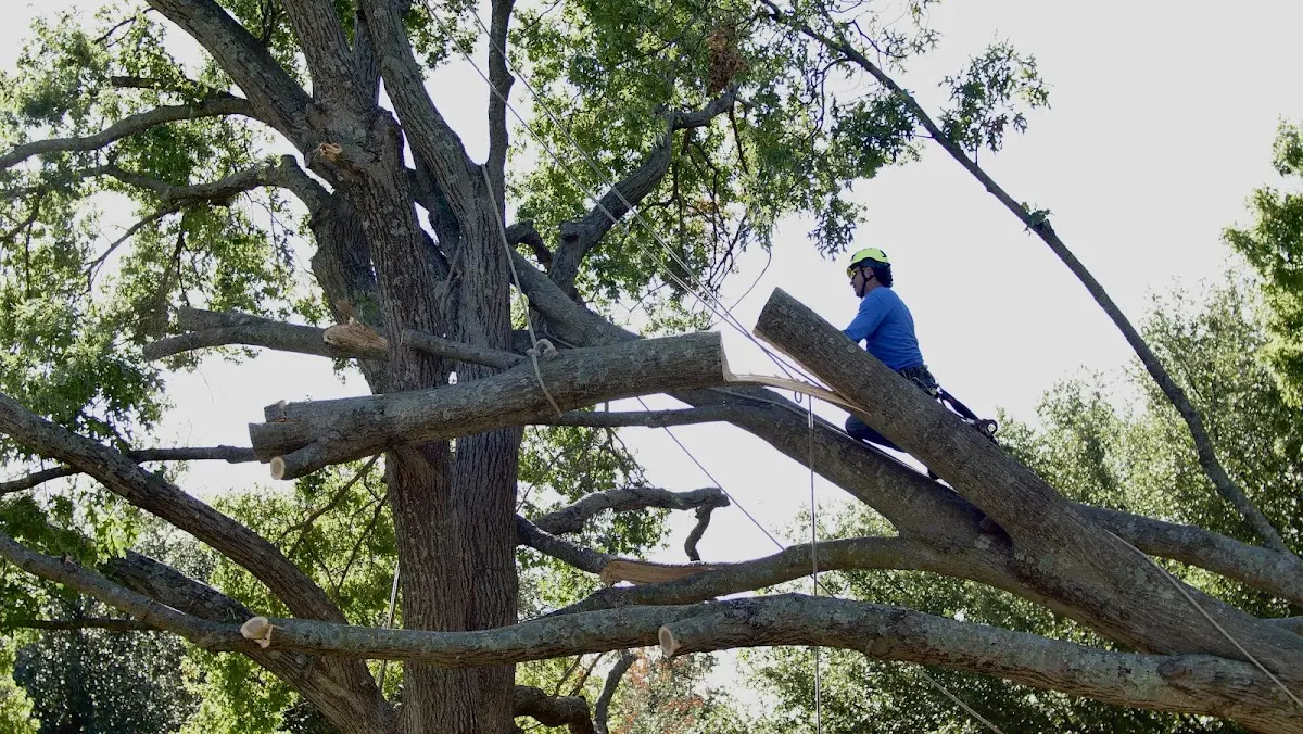 Professional Crown Thinning performed by certified arborists in Walla Walla